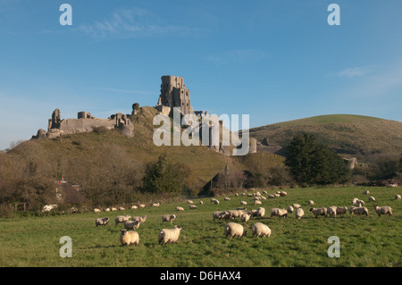 Corfe Castle, Dorset, UK. November. View from the west. Sheep in field. Stock Photo