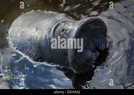 West Indian Manatee (Trichechus manatus). Head above water surface showing mouthparts. Botanical Gardens. Georgetown. Guyana. Stock Photo