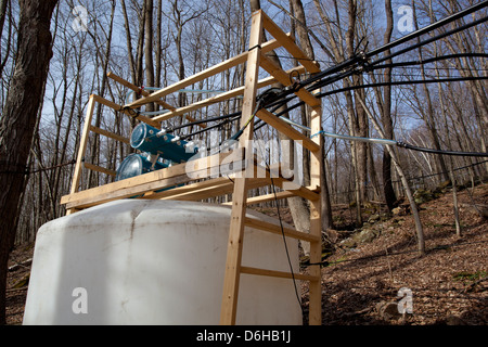 Maple Sap Being Tapped from Sugar Maple Trees and Sent via Tubes to Evaporator to be Made into Maple Syrup Outside WIlliamstown MA. Stock Photo