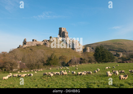 Corfe Castle, Dorset, UK. November. View from the west. Sheep in field. Stock Photo