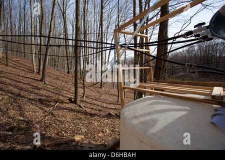 Maple Sap Being Tapped from Sugar Maple Trees and Sent via Tubes to Evaporator to be Made into Maple Syrup Outside WIlliamstown MA. Stock Photo