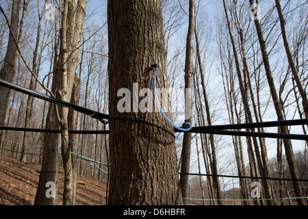 Maple Sap Being Tapped from Sugar Maple Trees and Sent via Tubes to Evaporator to be Made into Maple Syrup Outside WIlliamstown MA. Stock Photo