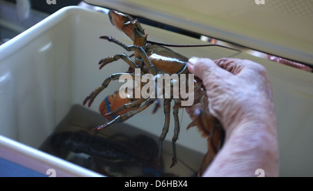 Live Atlantic Canadian Lobsters, Englishtown, Nova Scotia. Stock Photo