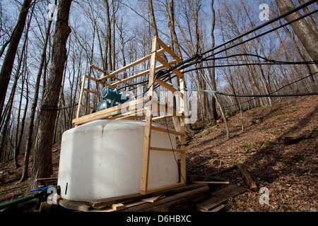 Maple Sap Being Tapped from Sugar Maple Trees and Sent via Tubes to Evaporator to be Made into Maple Syrup Outside WIlliamstown MA. Stock Photo