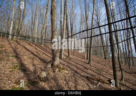 Maple Sap Being Tapped from Sugar Maple Trees and Sent via Tubes to Evaporator to be Made into Maple Syrup Outside WIlliamstown MA. Stock Photo
