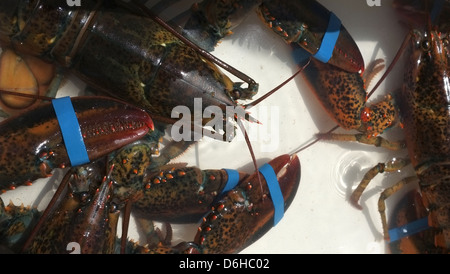 Live Atlantic Canadian lobsters, Englishtown, Nova Scotia. Stock Photo