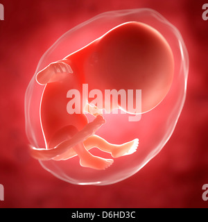 Foetus at 14 weeks, artwork Stock Photo