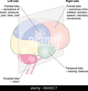 Left and right side of the human brain, illustration Stock Photo - Alamy