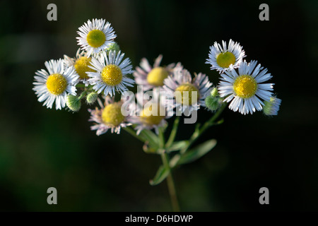 Eastern Daisy Fleabane, a type of aster, in early morning light along the Mountain to Sea Trail and the Blue Ridge Highway in western North Carolina. Stock Photo