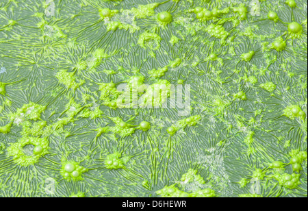 The polluted water were covered with film and algae. Stock Photo
