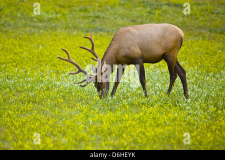 Young Elk in Banff National Park, Canada Stock Photo