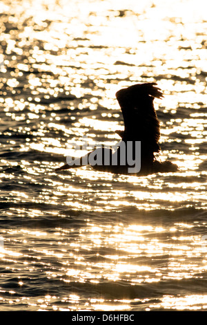 Brown Pelican flying at Sunset in Florida bird shorebird Ornithology Science Nature Wildlife Environment vertical Stock Photo