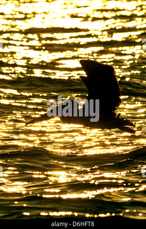 Brown Pelican flying at Sunset in Florida bird shorebird Ornithology Science Nature Wildlife Environment vertical Stock Photo