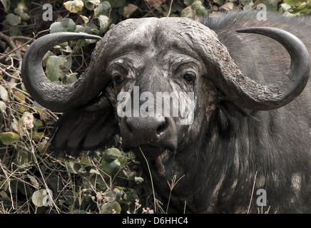 Close-up of an African Buffalo (Syncerus Caffer), Serengeti, Tanzania Stock Photo