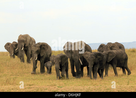 African Elephant Family (Loxodonta Africana) Approaching on Savannah, Serengeti, Tanzania Stock Photo