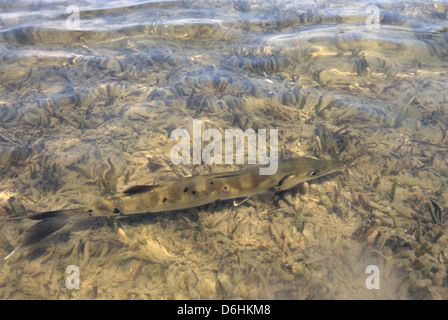 A baby great barracuda (Sphyraena barracuda) swimming in the shallows in Key West Florida Keys Stock Photo