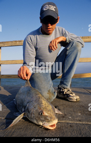 Fisherman Holding A Huge Black Drum (Pogonias Cromis) Caught From The ...