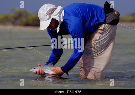 A fly fisherman releasing a bonefish (Albula vulpes) caught in Ascension Bay Yucatan Quintana Roo Mexico Stock Photo