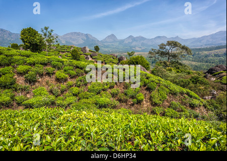 A tea plantation with the Kannan Devan Hills as the backdrop on a bright sunny morning in Munnar, Kerala, India. Stock Photo