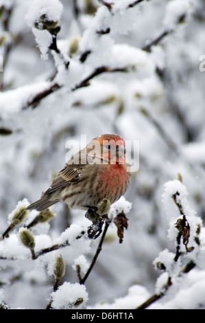 Male House Finch Perched On Snow Covered Branch Of Star Magnolia Tree in Floyd County Indiana Stock Photo