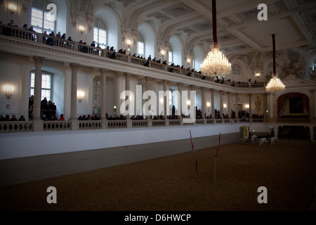 Lipizzaner horses in training, Vienna, Austria Stock Photo