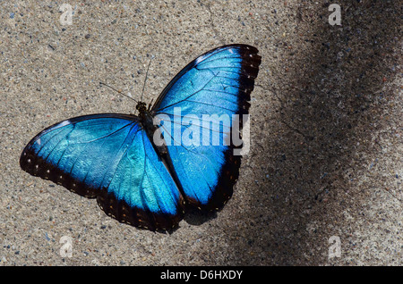 Blue Morpho lying on a concrete ground Stock Photo