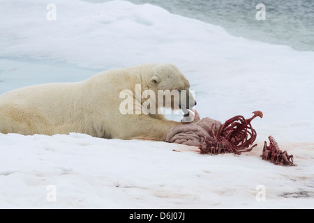 Norway, Svalbard. Polar bear eating seal carcass. Credit as: Bill Young / Jaynes Gallery / DanitaDelimont.com Stock Photo