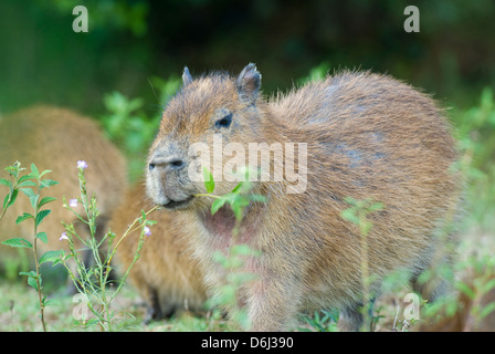 Capybara feeding in wetland in Santa Teresa National Park in Rocha Uruguay Stock Photo