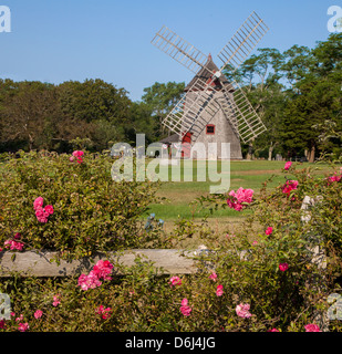 Roses on split rail fence frame Eastham windmill on Cape Cod Stock Photo