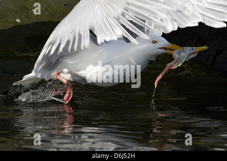 Norway, Svalbard. Glaucous gull taking off with kittiwake carcass in its mouth. Stock Photo