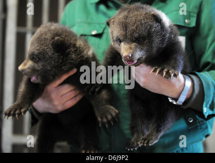 Keeper Werner Bickel holds two young brown bears in his hands at the wildlife park Knuell near Homberg/Efze, Germany, 09 March 2012. Three brown bears were born at the park mid January 2012. It is the second time that the parents Balu and Onni give birth to three bear cubs. Photo: UWE ZUCCHI Stock Photo