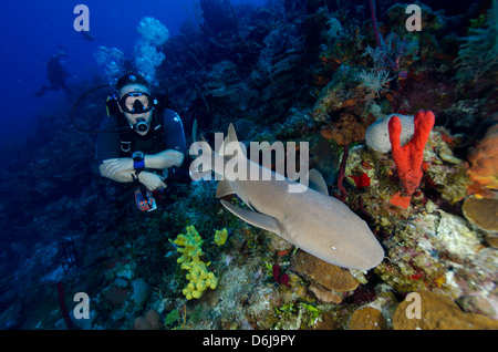 Close encounters with Nurse shark on G Spot Reef, Turks and Caicos, West Indies, Caribbean, Central America Stock Photo