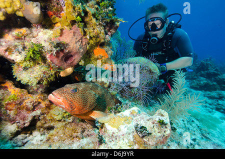 Diver enjoys watching a grouper hiding in the coral heads in  Turks and Caicos, West Indies, Caribbean, Central America Stock Photo