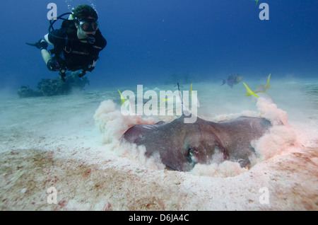 Stingray hunting for fish in the the Turks and Caicos, West Indies, Caribbean, Central America Stock Photo