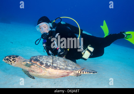 Green turtle cruising the reef with diver, Turks and Caicos, West Indies, Caribbean, Central America