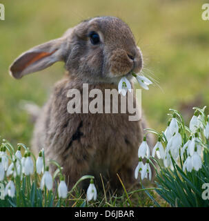 FILE - A file photo dated 09 March 2012 shows a rabbit sittong on a maedow and eating snowdrops in Sieversdorf, Germany. Photo: PATRICK PLEUL Stock Photo