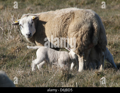 Young  and cute little lambs drinking milk from their mother's udder Stock Photo