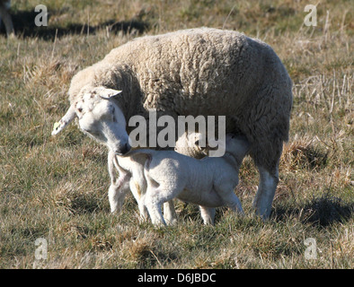 Young  and cute little lambs drinking milk from their mother's udder Stock Photo