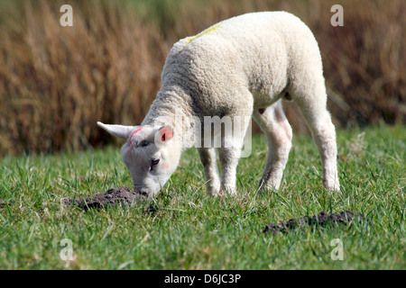 Close-up portrait of a young  and cute little lamb grazing in the spring sun Stock Photo