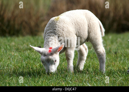 Close-up portrait of a young  and cute little lamb eating grass in the spring sun Stock Photo