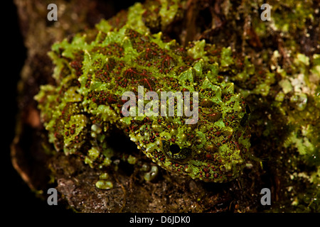 Vietnamese Mossy Frog Theloderma corticale Stock Photo