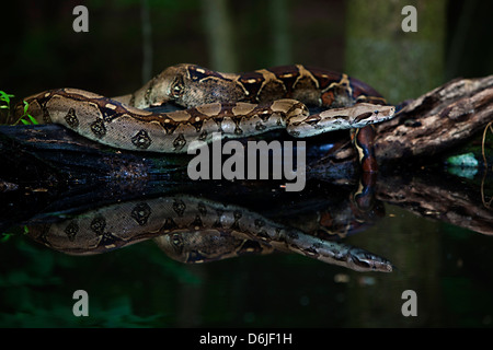 Columbian Red Tail Boa Boa constrictor Snake Stock Photo