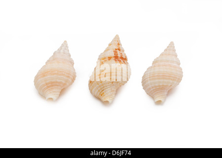 Sea shells isolated on white background. Stock Photo