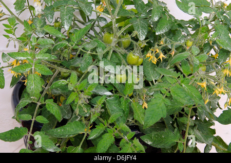 Maskotka (cherry) Tomato plant sprinkled with sulphur to protect against fungal diseases, Andalucia, Spain, Western Europe. Stock Photo