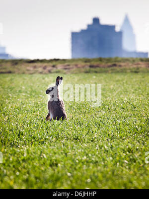 Rabbit  in a field in Frankfurt am Main, Germany, 19 March 2012. Photo: FRANK RUMPENHORST Stock Photo