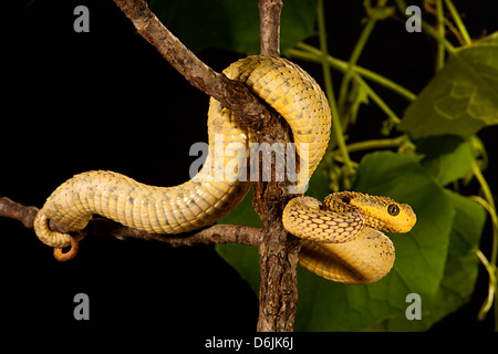 West African bush viper (Atheris chlorechis Stock Photo - Alamy