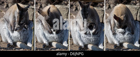 A composite picture dated 23 March 2012 shows a Bennett's wallaby mother 'washing' her child until the latter is back in the pouch at the zoo in Hanover, Germany. Momentarily, six baby wallabies live in Hanover. A Bennett's wallaby is two centimeters small and weighs 0.8 grams when born after 33 to 38 days. It stays in its mother's pouch for up to eight months. Photo: Jochen Luebke Stock Photo