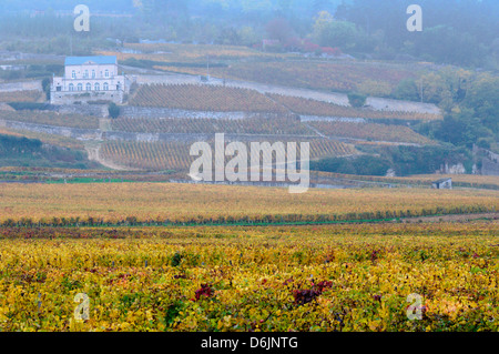 Early morning mist over the vines of the Domaine du Château Gris outside the small French town of Nuits-Saint-Georges.