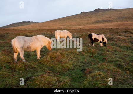 Ponies grazing, tor in background, Dartmoor National Park, Devon, England, United Kingdom Stock Photo