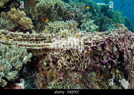 Entangled fishing net covered with coralline algae Sulawesi Indonesia Stock Photo